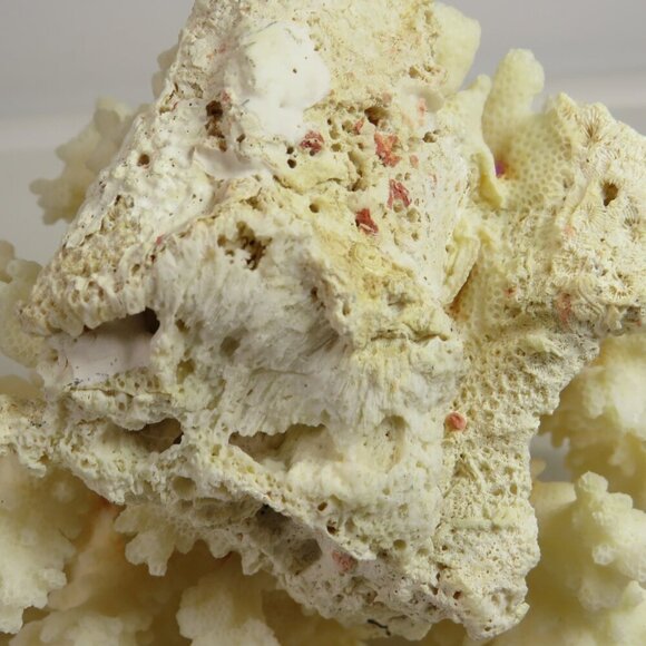 Real Coral white with orangy brown center 5.5" tall over 1lb - Picture 7 of 8